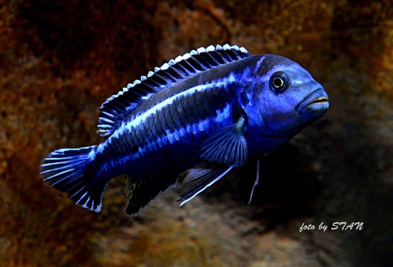 Pseudotropheus cyaneorhabdos 'Maingano Island'